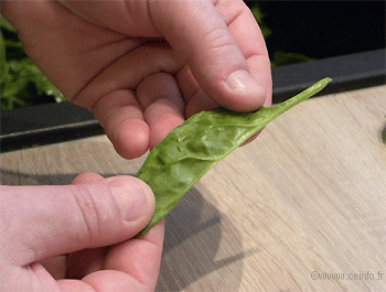 Recette Epinards aux pignons de pin 