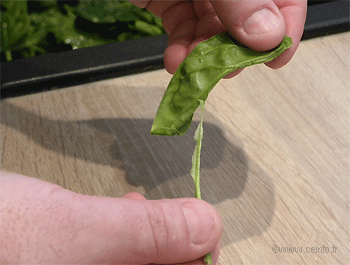 Recette Épinards poêlés au beurre 